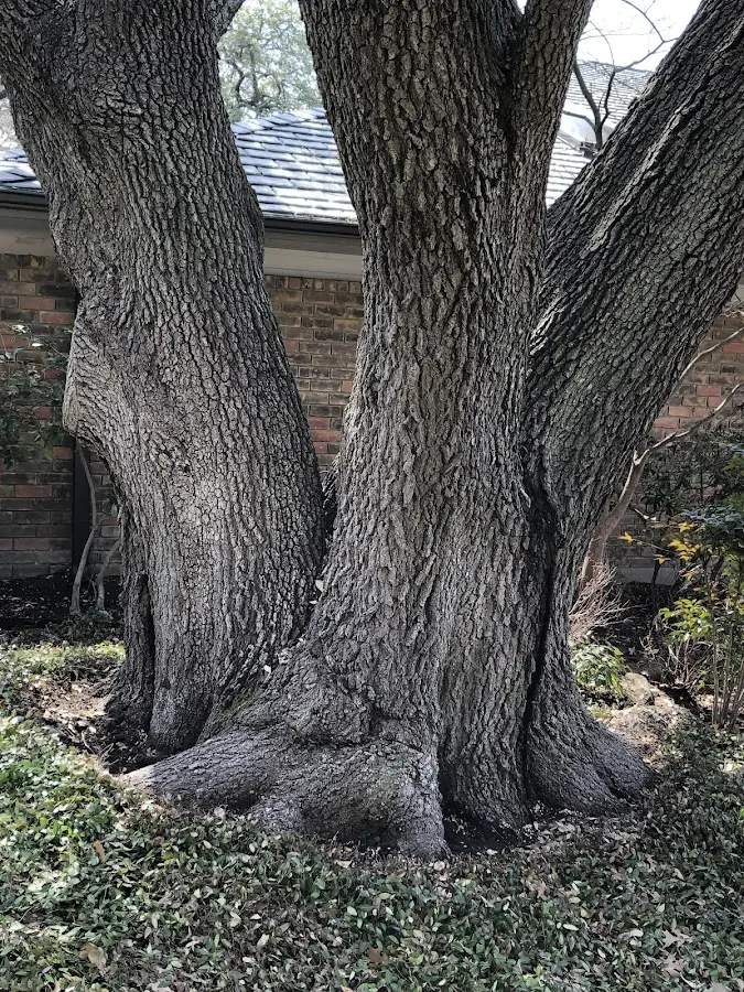 Mature heritage tree close to a Wamsutter property cared for by certified arborists